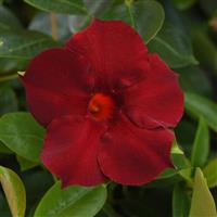 Tropica™ Grande Merlot Dipladenia