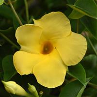 Tropica™ Grande Citrine Improved Dipladenia