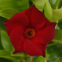 Tropica™ Medio Red Dipladenia