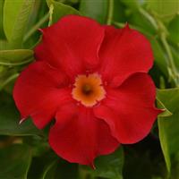 Tropica™ Medio Strawberry Dipladenia