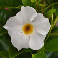 Tropica™ Medio White Dipladenia