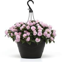 Glimmer™ Appleblossom Double Impatiens