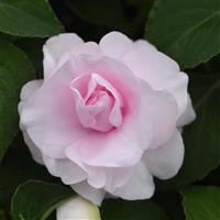 Glimmer™ Appleblossom Double Impatiens