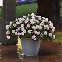 Glimmer™ Appleblossom Double Impatiens