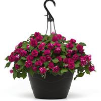 Glimmer™ Burgundy Double Impatiens