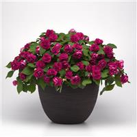 Glimmer™ Burgundy Double Impatiens