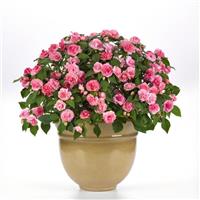 Glimmer™ Pink Double Impatiens