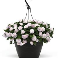 Glimmer™ White Double Impatiens