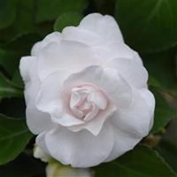 Glimmer™ White Double Impatiens