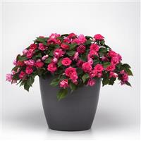 Glimmer™ Hot Pink Double Impatiens