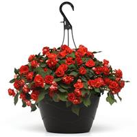 Glimmer™ Bright Red Double Impatiens