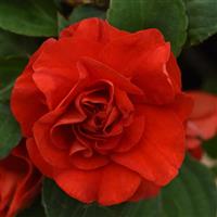 Glimmer™ Bright Red Double Impatiens