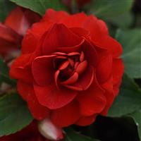 Glimmer™ Dark Red Double Impatiens