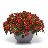 Glimmer™ Dark Red Double Impatiens