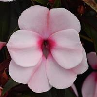 Clockwork™ Appleblossom New Guinea Impatiens