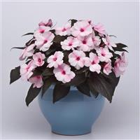 Clockwork™ Appleblossom New Guinea Impatiens