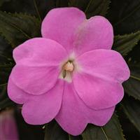 Clockwork™ Lavender New Guinea Impatiens