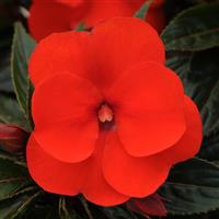 Clockwork™ Orange New Guinea Impatiens