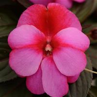 Clockwork™ Pink Star New Guinea Impatiens