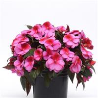 Clockwork™ Pink Star New Guinea Impatiens