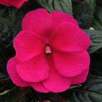 Clockwork™ Purple New Guinea Impatiens