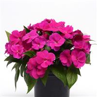 Clockwork™ Purple New Guinea Impatiens