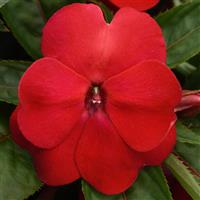 Clockwork™ Red New Guinea Impatiens