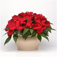 Clockwork™ Red New Guinea Impatiens