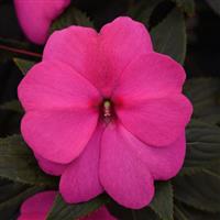 Clockwork™ Rose New Guinea Impatiens