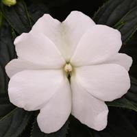 Clockwork™ White New Guinea Impatiens