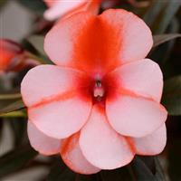 Clockwork™ Orange Stripe New Guinea Impatiens