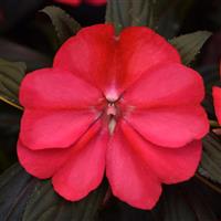 Clockwork™ Cherry Strike New Guinea Impatiens