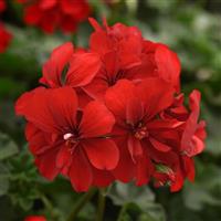 Focus™ Red Ivy Geranium