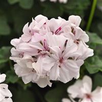 Focus™ White Ivy Geranium