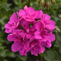 Focus™ Shocking Blue Ivy Geranium