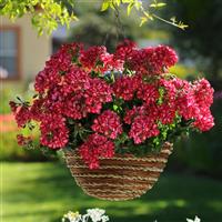 Focus™ Red Ice Ivy Geranium