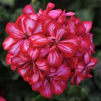 Focus™ Red Ice Ivy Geranium