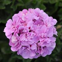 Precision™ Lavender Blue Ivy Geranium