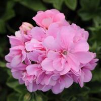 Precision™ Pink Ivy Geranium