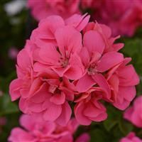 Precision™ Pink Flamingo Ivy Geranium