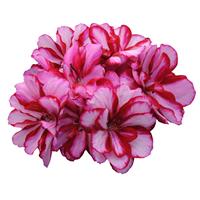 Precision™ Burgundy Ice Ivy Geranium