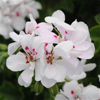 Precision™ White Red Eye Ivy Geranium