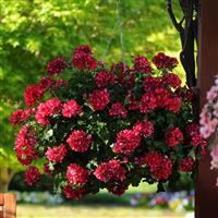 Precision™ Red Ice Ivy Geranium