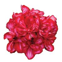 Precision™ Red Ice Ivy Geranium