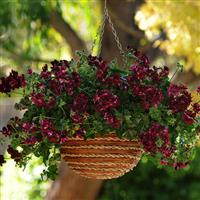 Precision™ Dark Burgundy Ivy Geranium