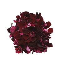 Precision™ Dark Burgundy Ivy Geranium