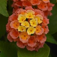 Bloomify™ Mango Lantana