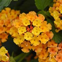 Bloomify™ Orange Lantana