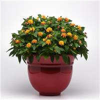 Bloomify™ Orange Lantana