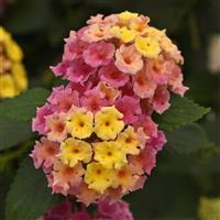 Bloomify™ Pink Lantana